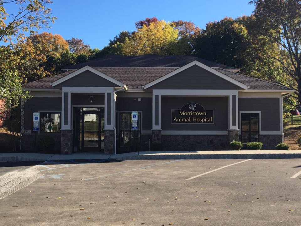 Best Veterinary Hospital In Morristown NJ 07960 Morristown Animal