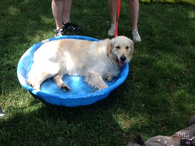 Dog lying in blue pool