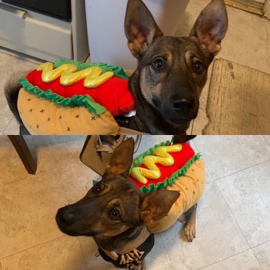 Dog wearing hot dog garment