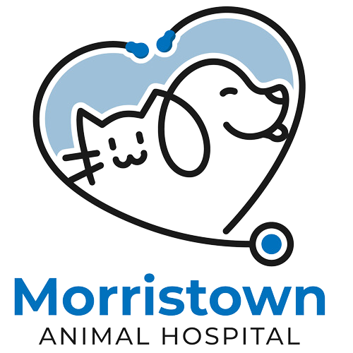 Morristown Animal Hospital