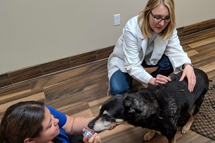 Vets giving acupuncture treatment to dog