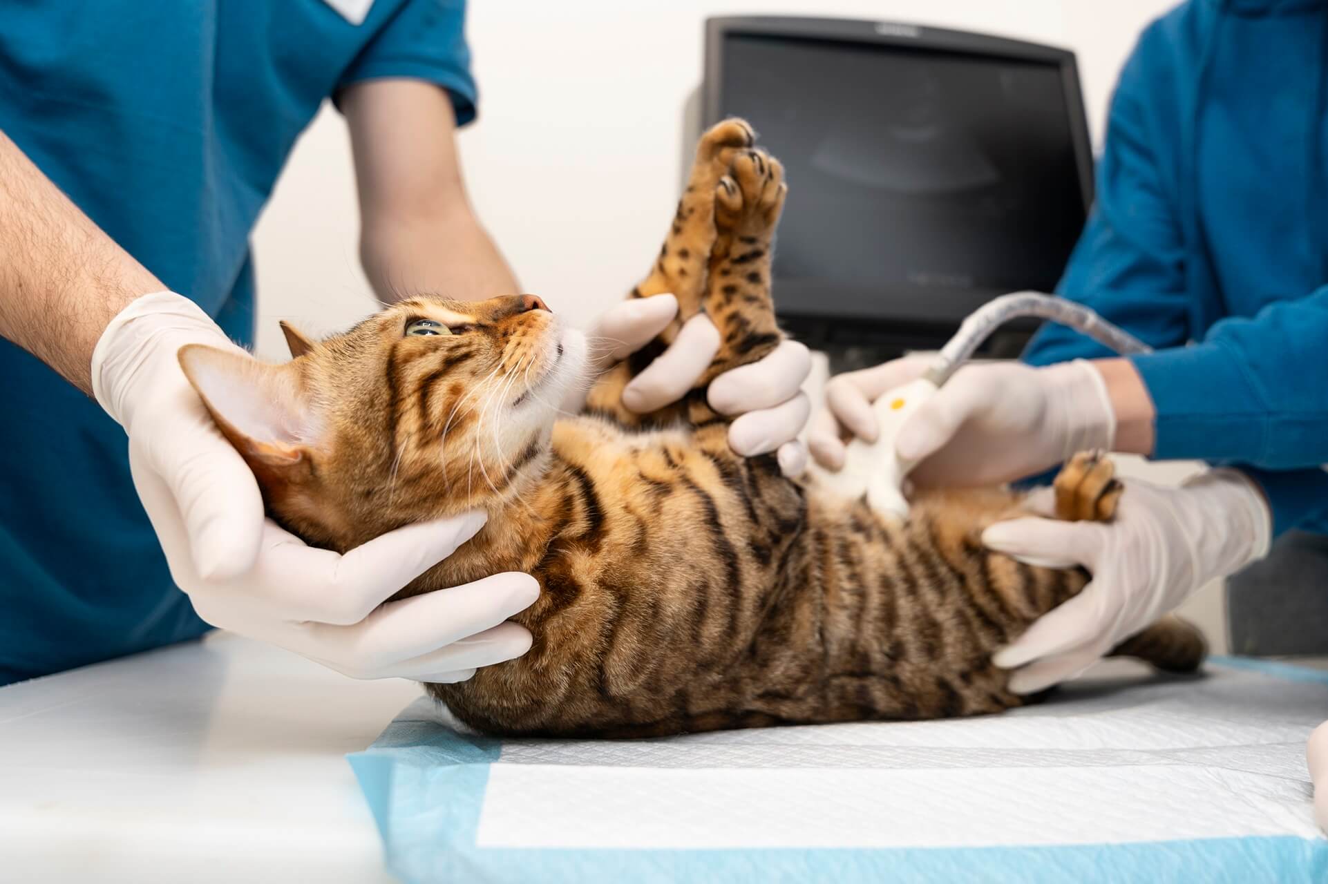 Vets checking cat's belly