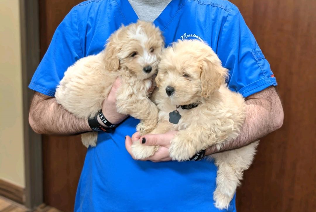Vet holding two puppies