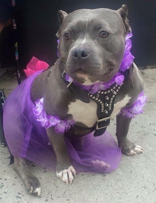 Dog wearing purple dress