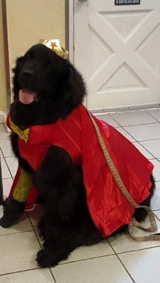 Dog wearing a cape