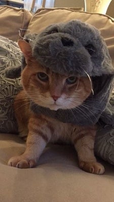 Cat wearing a hat