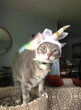 Cat wearing a unicorn hat