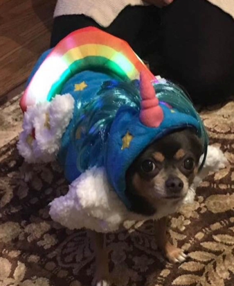 Dog wearing unicorn garment