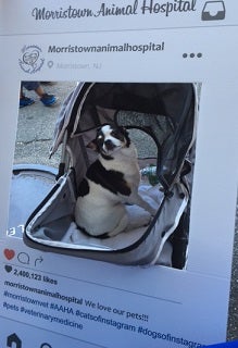 Dog sitting in a stroller