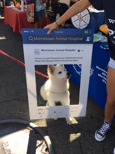 Dog standing in front of sign