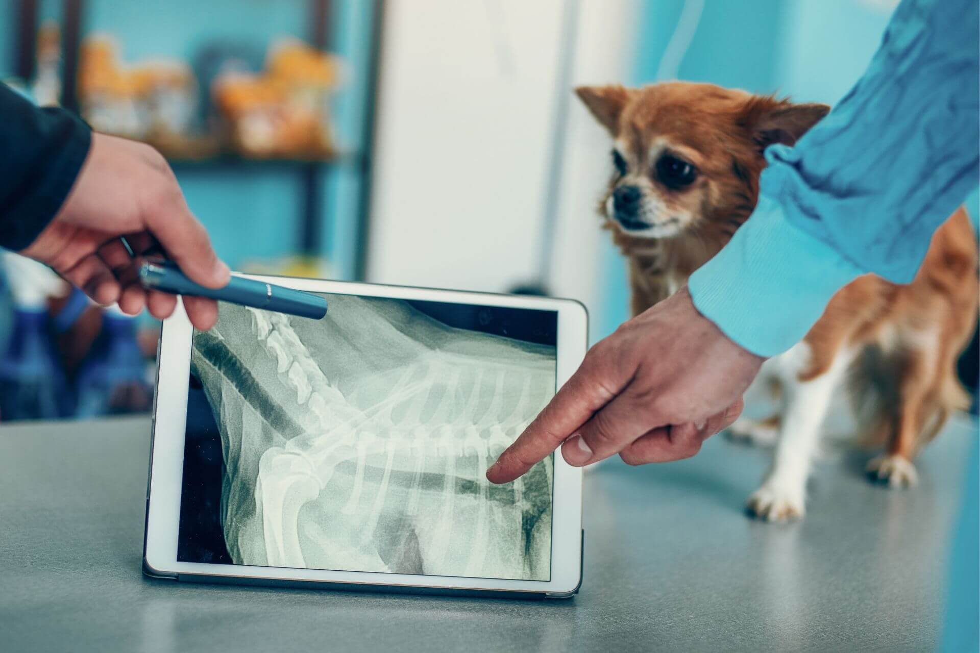 Vets examining dog X-ray