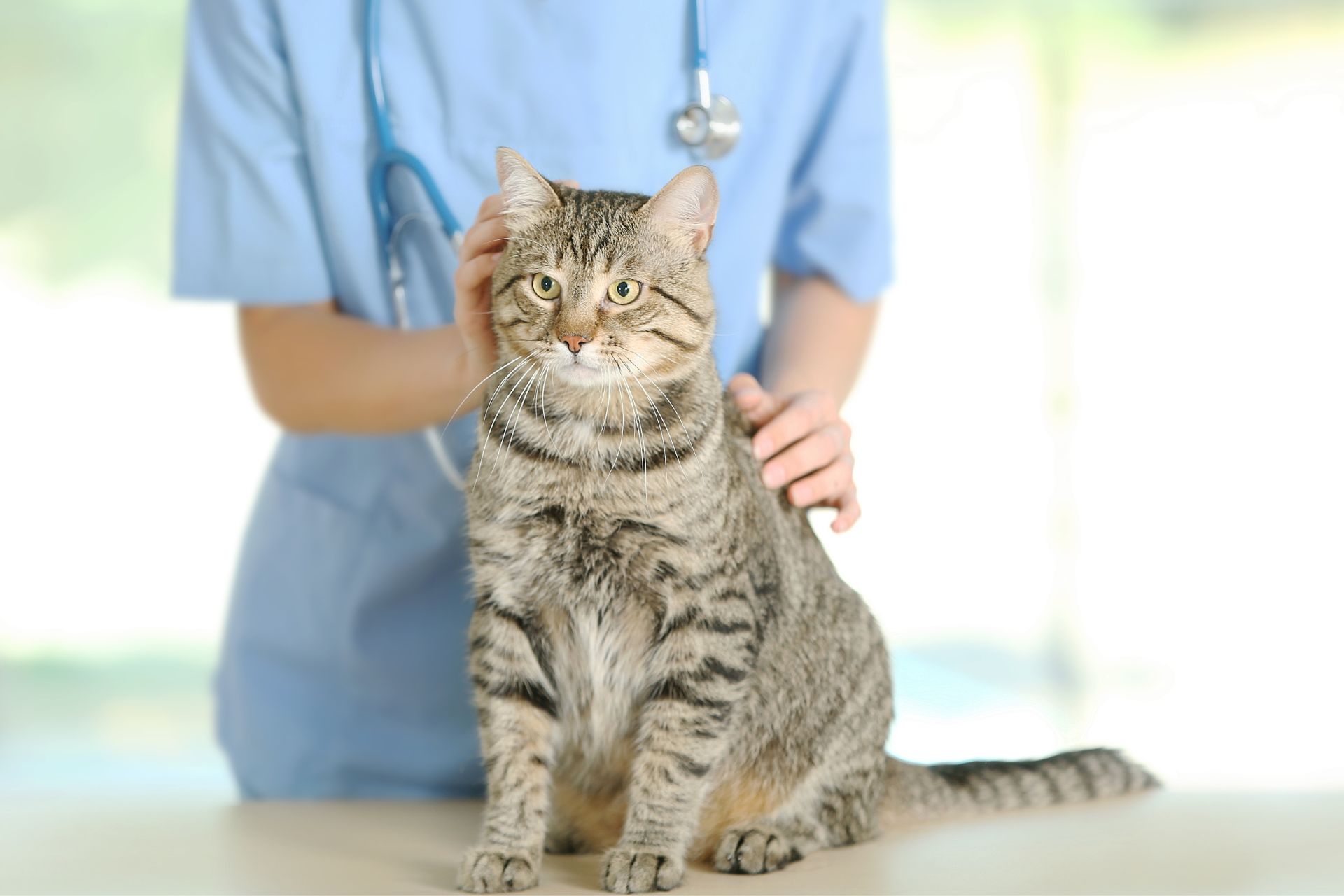 Veterinarian In Morristown, NJ 07960 Morristown Animal Hospital